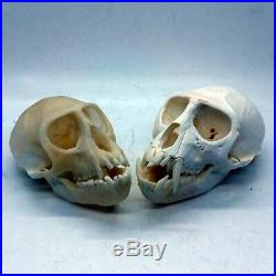 Vervet Monkey Skulls